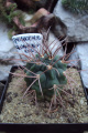 Gymnocalycium guanchinense 2 fbck.jpg