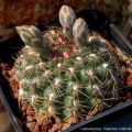 Gymnocalycium mesopotamicum 6528.jpg