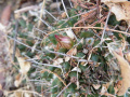 Mammillaria polyedra fl.jpg