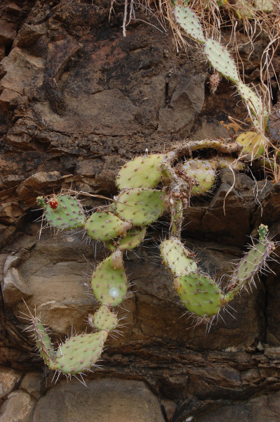 Файл:Opuntia guatemalensis Britton & Rose.jpg