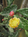 Opuntia monacantha, форма 'Variegata'