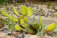 Opuntia oricola 1.jpg