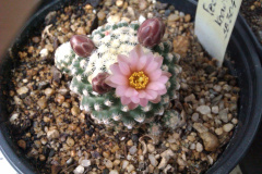 Pediocactus knowltonii SB304.jpg