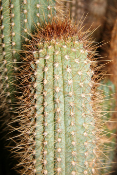 Pilosocereus mollispinus 1.jpg