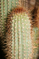 Pilosocereus mollispinus