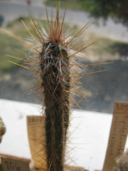 Файл:Pilosocereus royenii.jpg