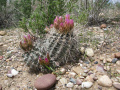 Sclerocactus glaucus