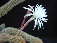 Arthrocereus glaziovii - wikipedia.jpg