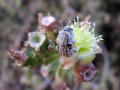 Cylindropuntia leptocaulis 2.jpg