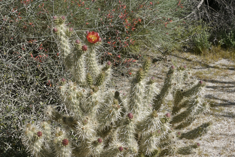 Файл:Cylindropuntia wolfii 4.jpg