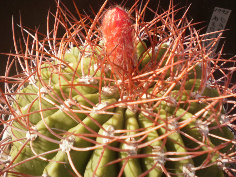 Файл:Denmoza rhodacantha 69.jpg