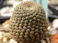 Echinopsis famatimensis 1.jpg