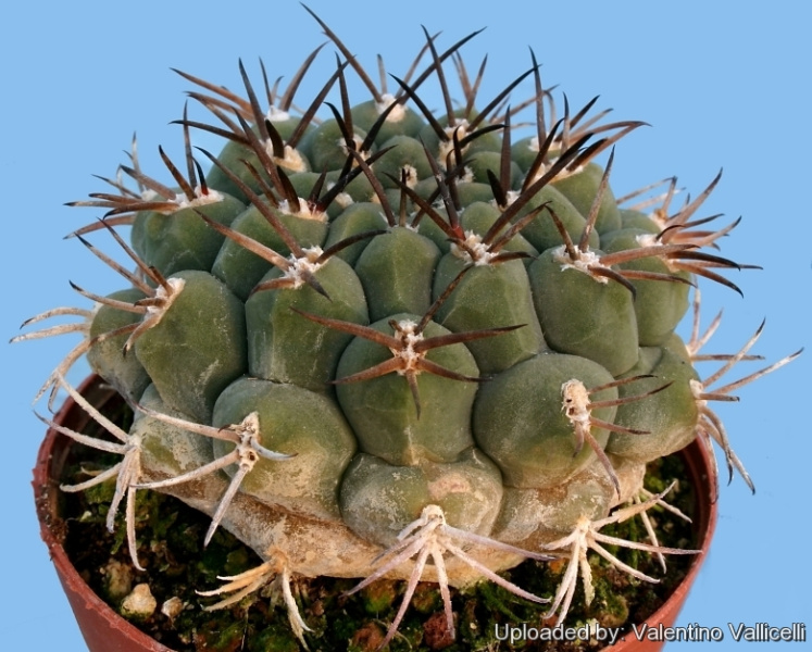 Файл:Gymnocalycium marsoneri 5692l.jpg