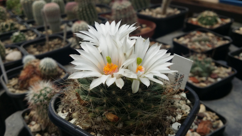 Файл:Mammillaria zephyranthoides ssp. zephyranthoides 3.jpg