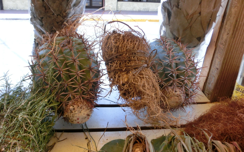 Файл:Melocactus lemairei 2.JPG