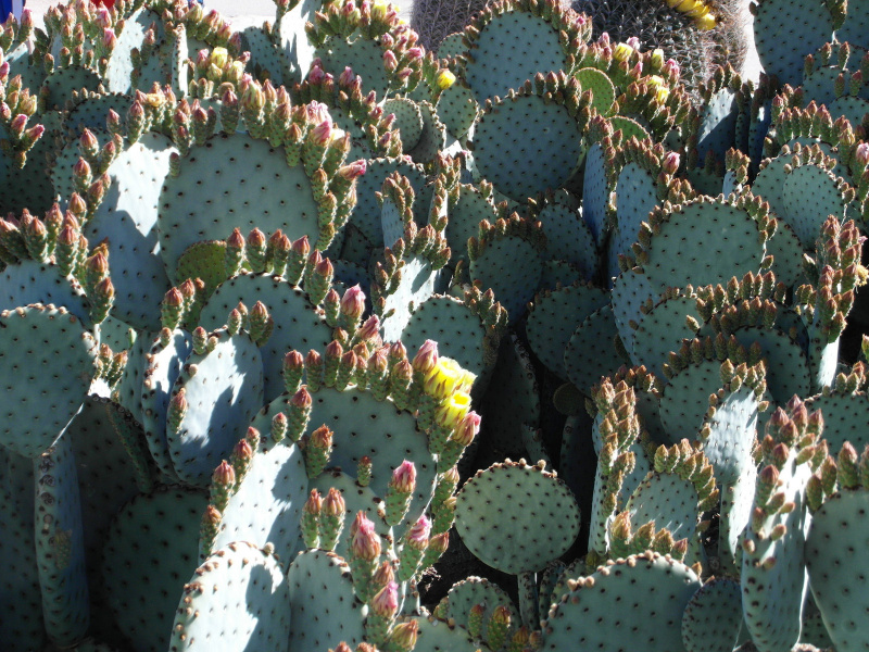 Файл:Opuntia rufida 4.jpg