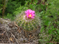 Parodia horstii 2.jpg
