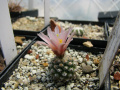 Pediocactus knowltonii.jpg