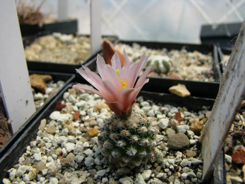 Файл:Pediocactus knowltonii.jpg