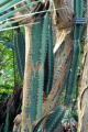 Cereus hildmannianus ssp. uruguayanus 1.JPG
