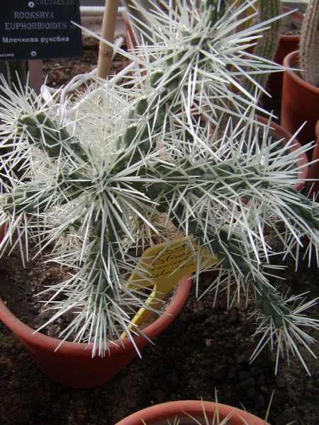Файл:Cylindropuntia tunicata.jpg