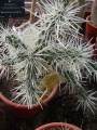 Cylindropuntia tunicata