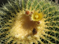 Echinocactus grusonii 4.jpg