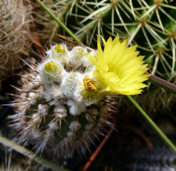 Файл:Eriosyce islayensis ssp. islayensis 2.jpg