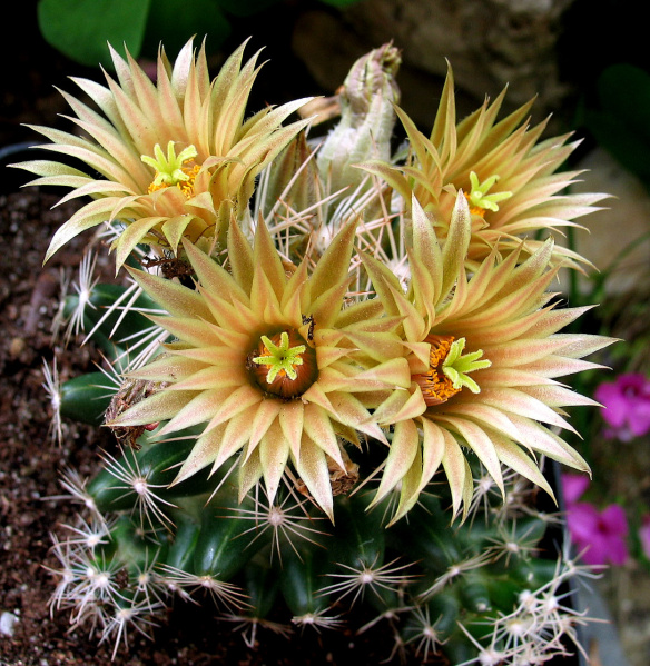 Файл:Escobaria missouriensis ssp. asperispina 02.jpg