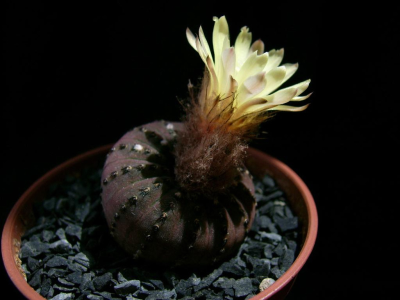 Файл:Frailea castanea 6.jpg