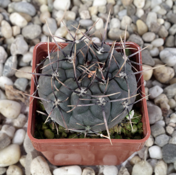 Файл:Gymnocalycium striglianum 02.jpg
