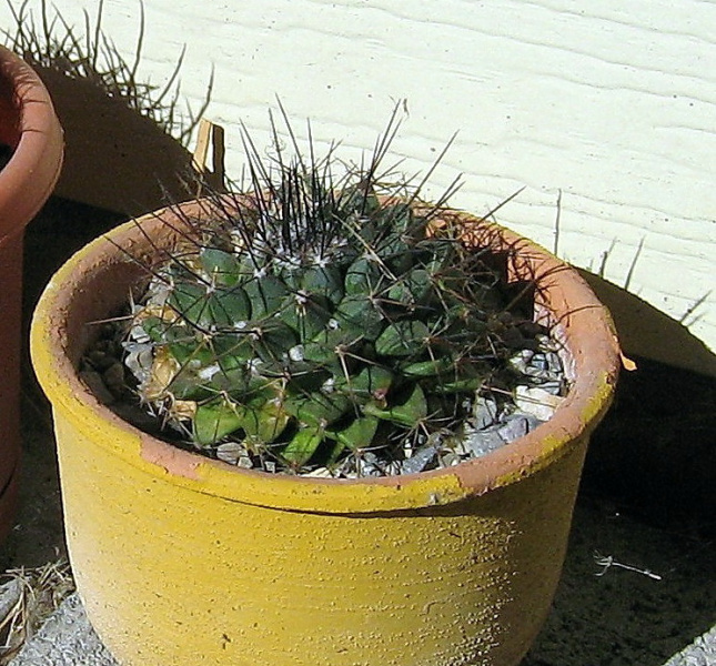 Файл:Mammillaria melanocentra 1.JPG