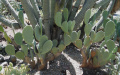 Opuntia ellisiana