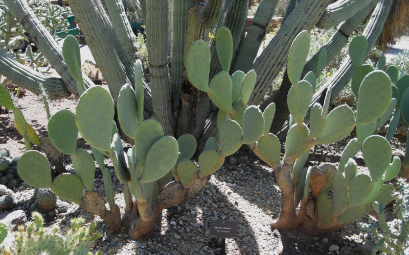 Файл:Opuntia ellisiana 86.JPG