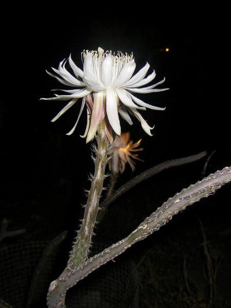 Файл:Peniocereus greggii b.jpg