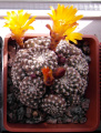 Rebutia arenacea 72.JPG