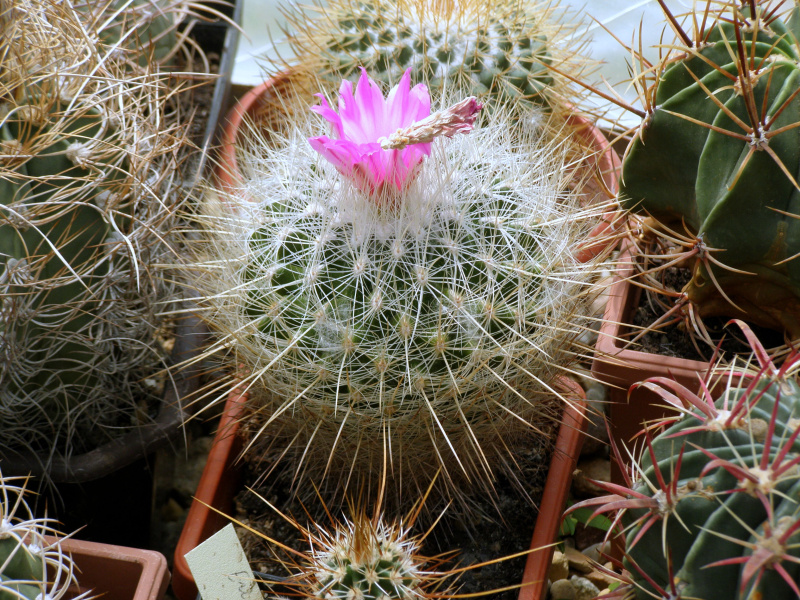 Файл:Thelocactus macdowellii.JPG