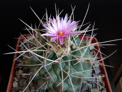 Thelocactus rinconensis var. freudenbergeri.JPG