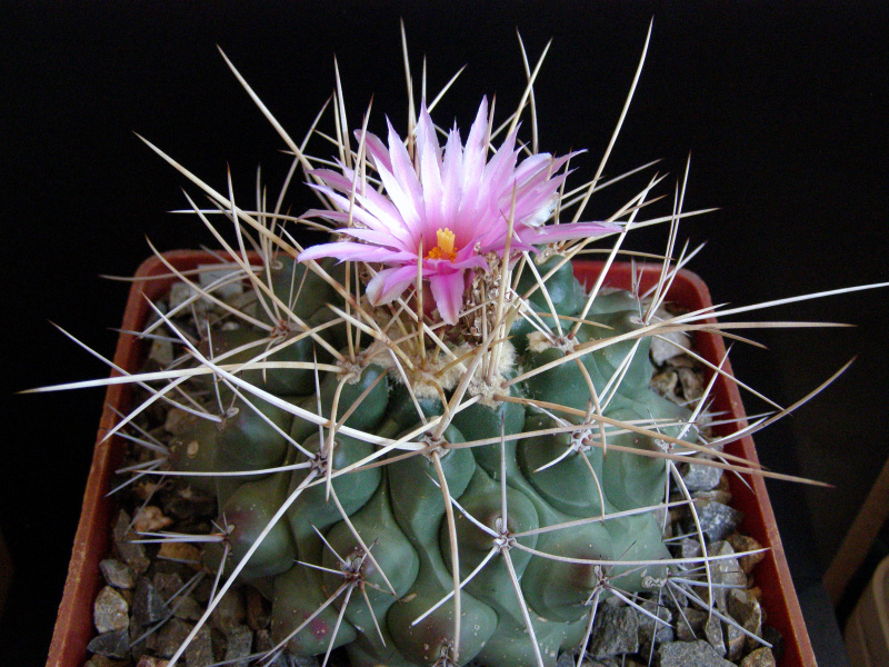 Файл:Thelocactus rinconensis var. freudenbergeri.JPG