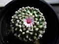 Turbinicarpus schmiedickeanus ssp. andersonii