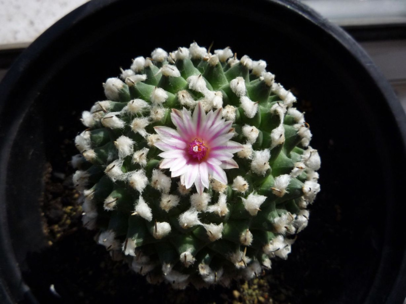 Файл:Turbinicarpus andersonii El.jpg