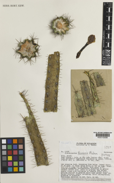 Файл:Cleistocactus leonensis ISO.jpg