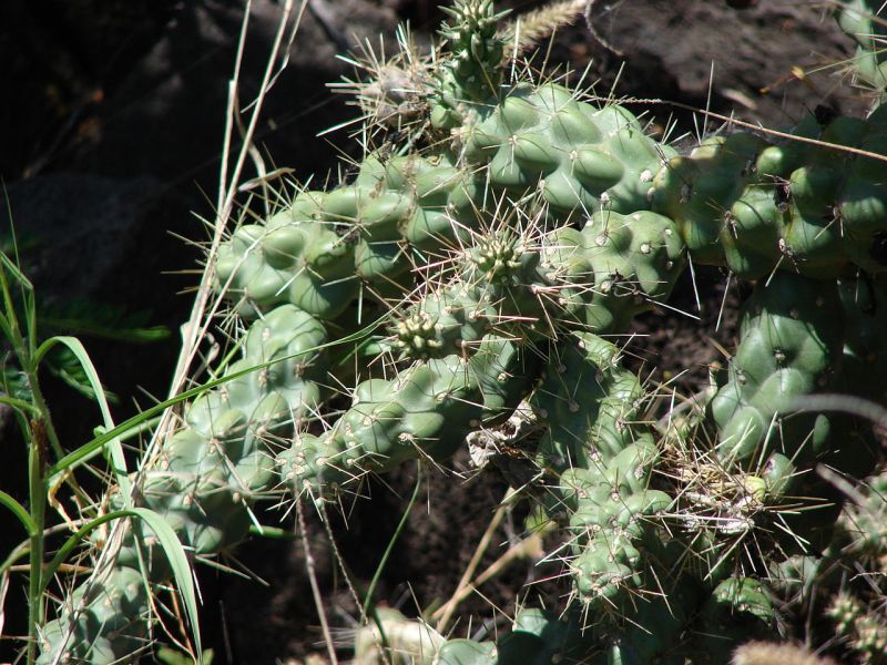 Файл:Cylindropuntia cholla 6305.jpg