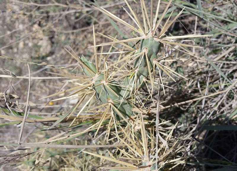 Файл:Cylindropuntia davisii 3.jpg