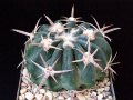 Echinocactus texensis 1.jpg