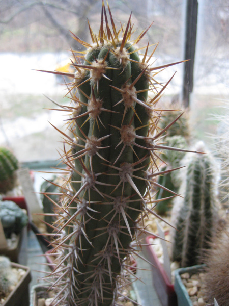 Файл:Echinopsis chiloensis ssp. chiloensis.jpg