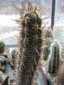 Echinopsis chiloensis ssp. chiloensis