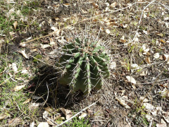 Echinopsis rhodotricha ssp. chacoana 2.JPG
