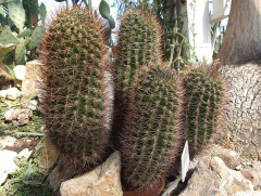 Eriosyce curvispina ssp. curvispina.jpg