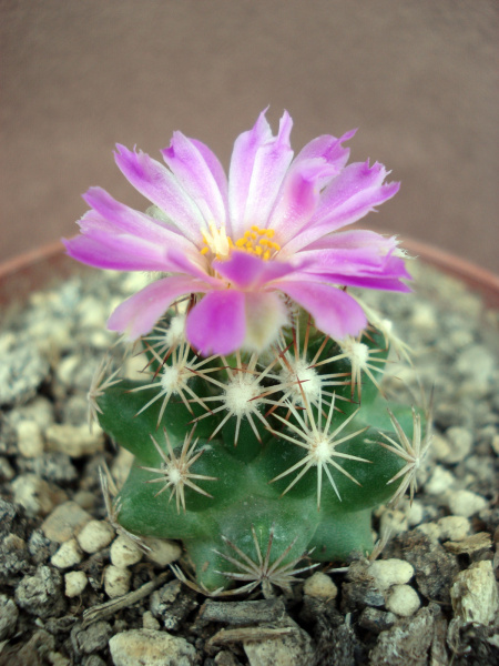 Файл:Escobaria hesteri d65.jpg